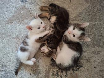 Очаровательные котята
