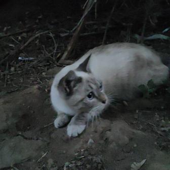 Котенок
