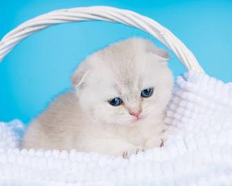 Серебряные Шиншиллы шотландские котята вислоухие
