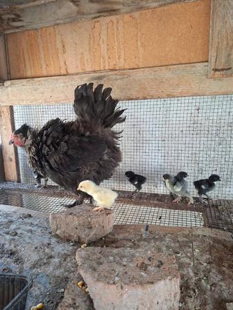 Продам клушку с цыплятами