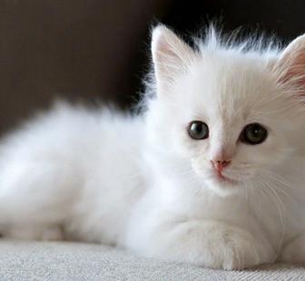 Турецкая ангора котята