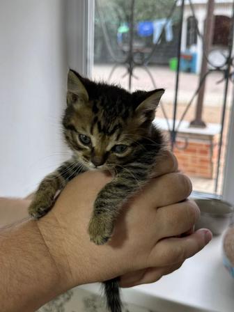 Котенок. Малыш ищет домик