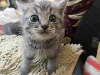 Отдам котят