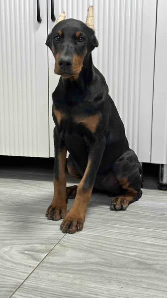 Щенки добермана