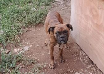 Продам пацана боксера