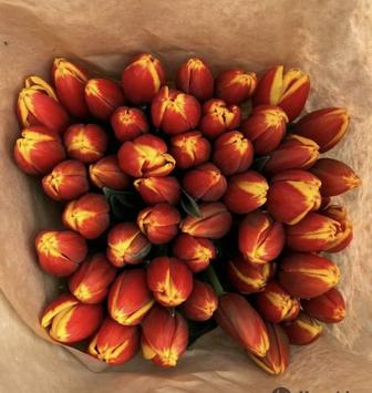Тюльпаны премиум класса оптом.