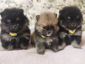 Продам щенков шпица