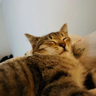 Котенок (девочка)