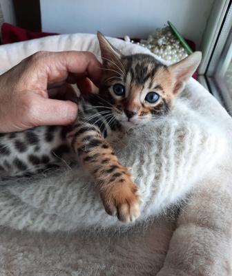 Бенгальский котенок