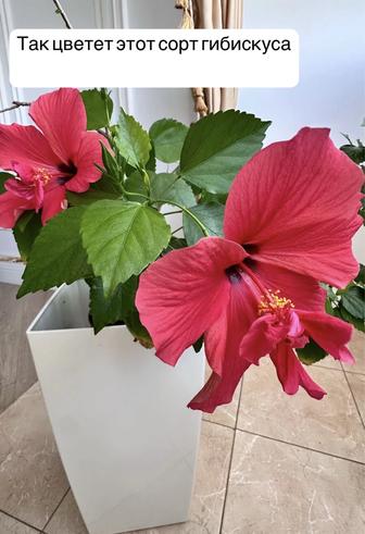 Гибискус красный