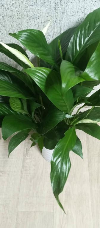 Женское счастье - спатифиллум