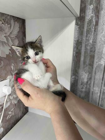 КОТЕНОК В ДОБРЫЕ РУКИ!!!
