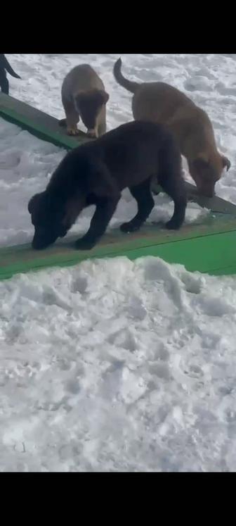 Щеночкам срочно нужен дом