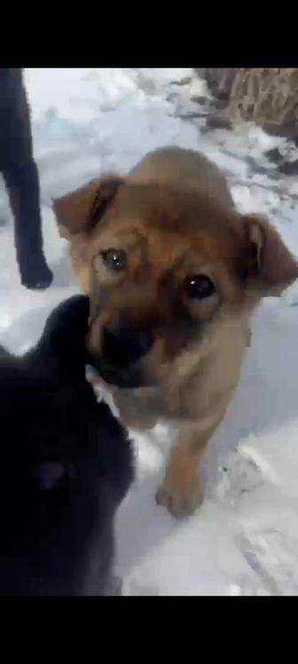 Щеночкам срочно нужен дом