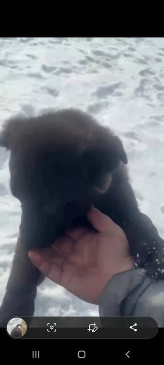 Щеночкам срочно нужен дом