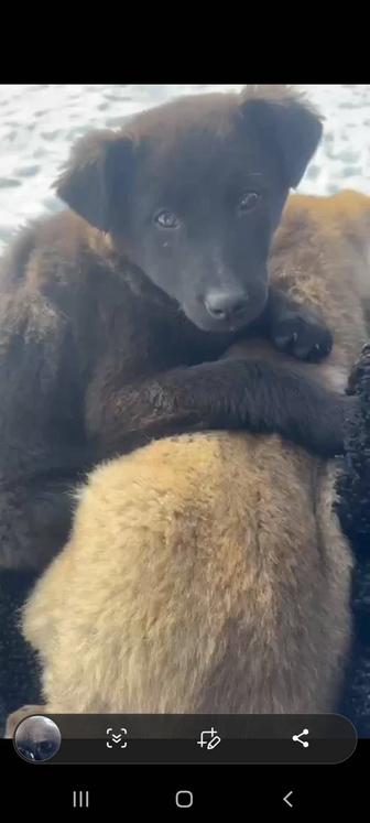 Щеночкам срочно нужен дом