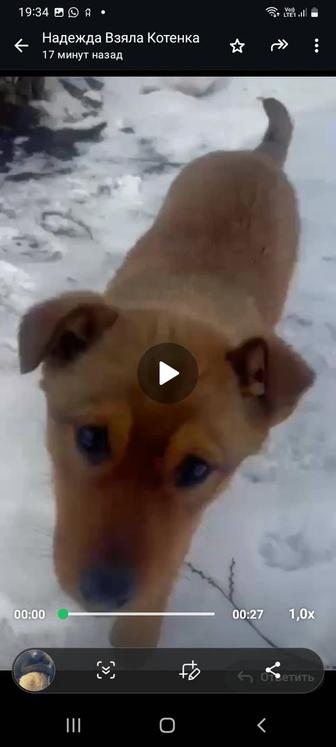 Щеночкам срочно нужен дом