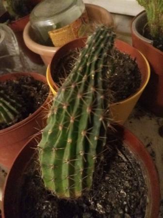 Продам цветы в горшках