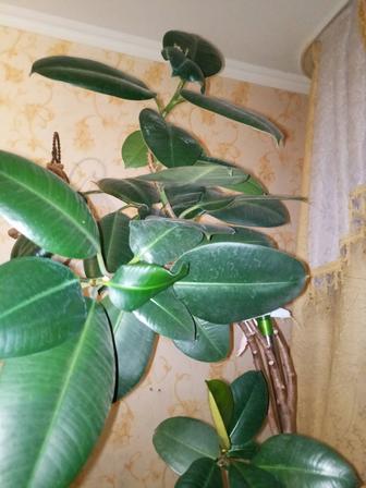 Продам цветы в горшках