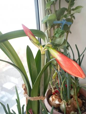 Продам цветы в горшках