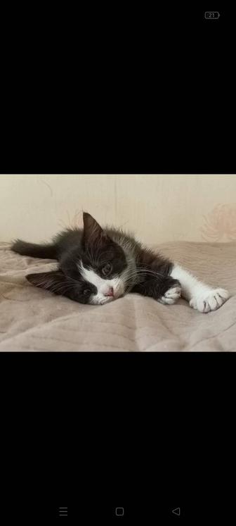 Кошечка в добрые руки