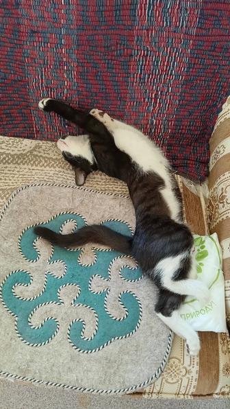 Кошечка в добрые руки
