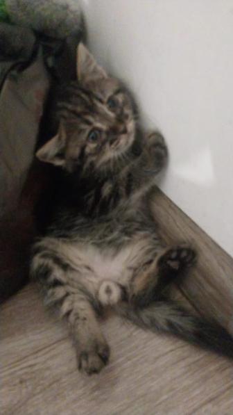 Отдам котят в добрые руки