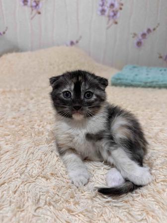 Вислоухие котята