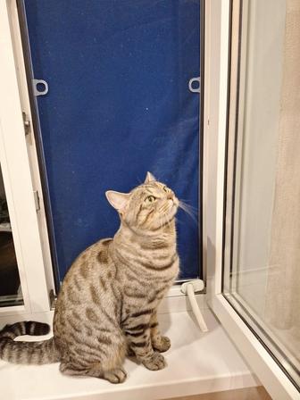 Кот бенгал 1.6 лет самец