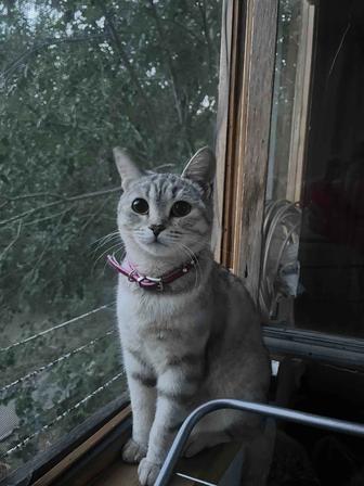Отдам кошку , к лотку приучена