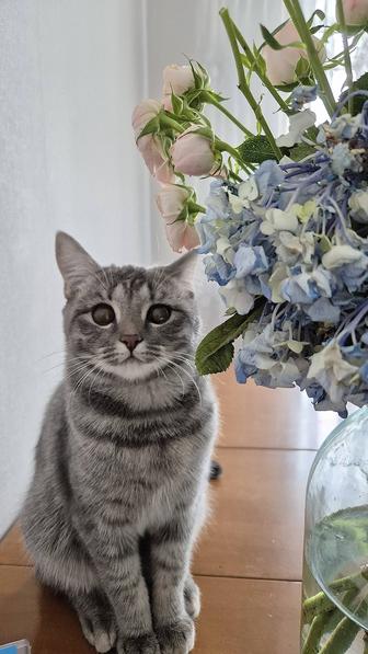 Кошка даром