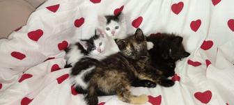 Котята