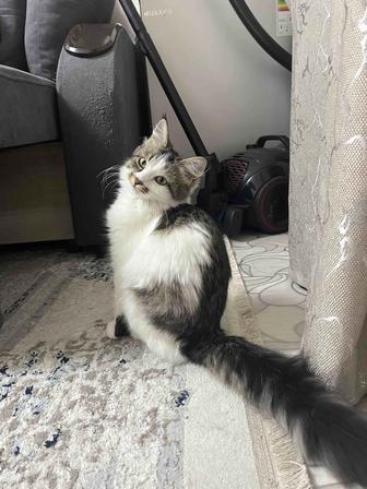 Отдам котенка