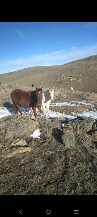 Продам согым торг