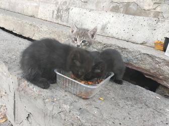 Ищем добрые сердца для маленьких котят
