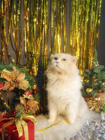 Красивый кот в добрые руки