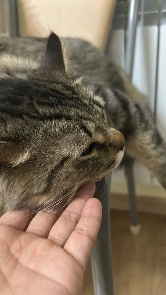 отдам кота в добрые руки