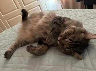 Ищу заботливые руки для моего кота.