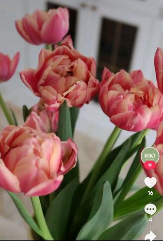 Тюльпаны оптом и розницу