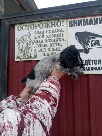 Русский Спаниель щенки