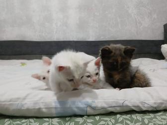 Котят в заботливые руки