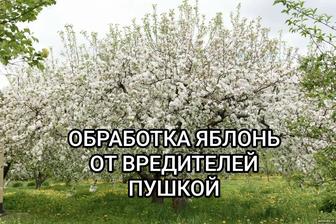 Обработка яблонь садовых деревьев кустарников
