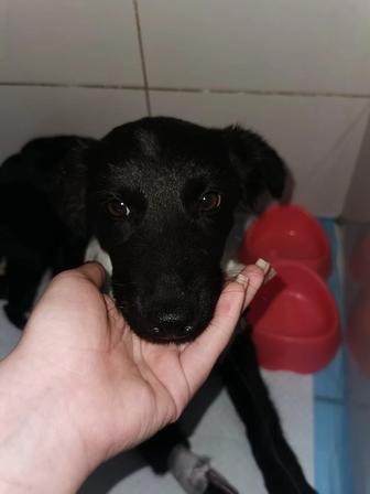 Ищем заботливого хозяина для собачки