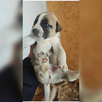 В самые ответственные руки щенки