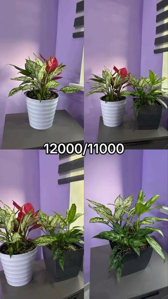 Комнатные цветы