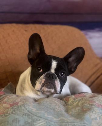 Французский бульдог