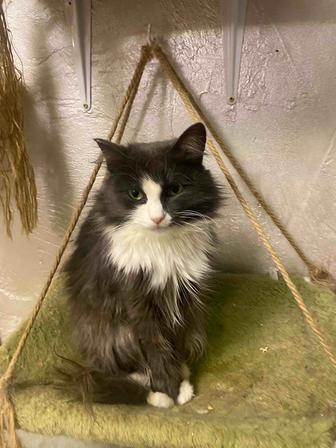 Кошечка в добрые руки