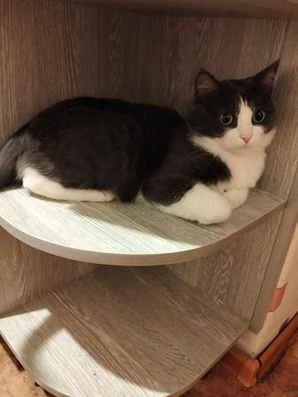 Отдам кота в хорошие руки.