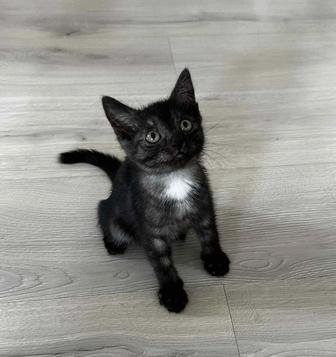 Котенок ищет дом!