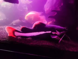 Краснохвостый сом